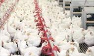 تحقیق اجرای سیستم HACCP در واحدهای پرورش مرغ گوشتی